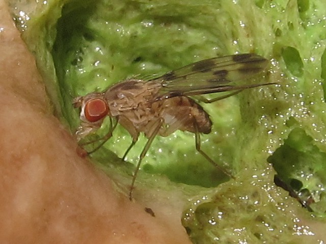 Drosophila flexipes Manuwai 5152.jpg
