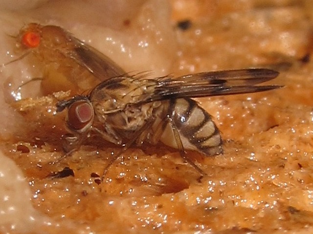 Drosophila gradata Kahanahaiki 3999.jpg