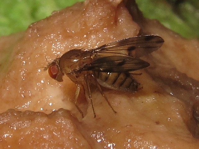 Drosophila montgomeryi Hapapa 4435.jpg