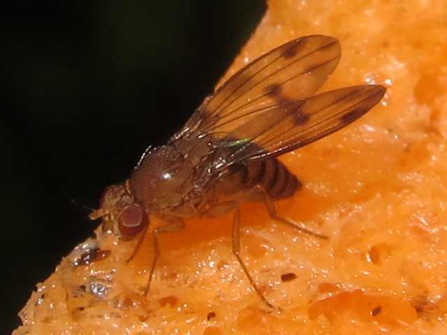 Drosophila montgomeryi Moho Gulch 5393.jpg