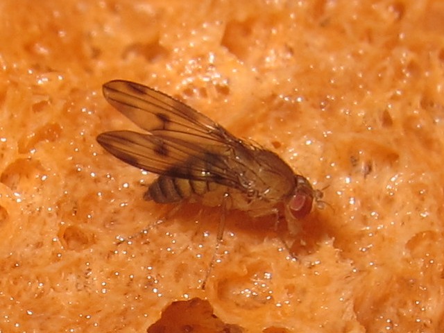 Drosophila montgomeryi North Kaluaa 4596.jpg