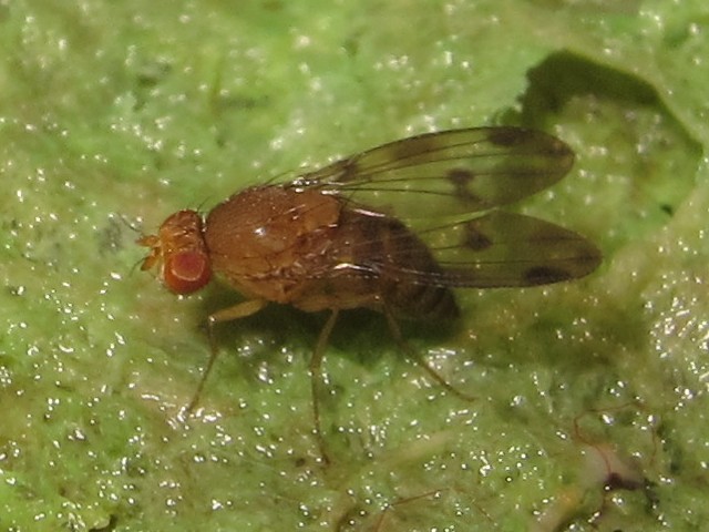 Drosophila montgomeryi North Kaluaa 4598.jpg