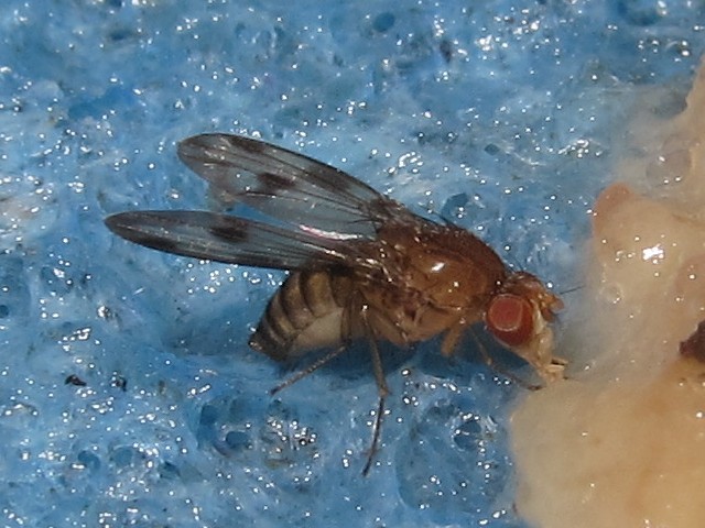 Drosophila montgomeryi Waianae 5427.jpg