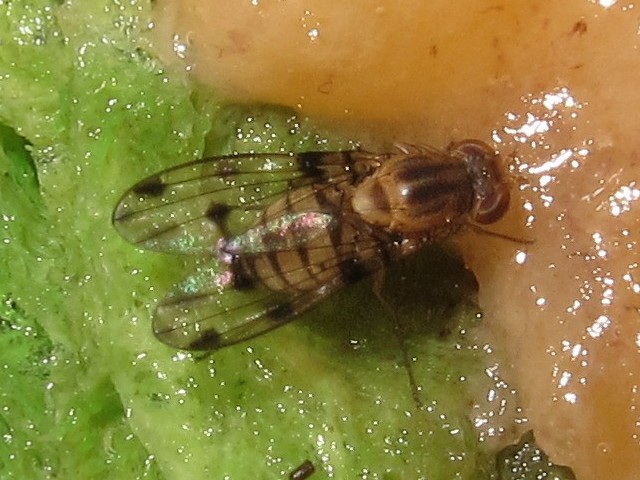 Drosophila obatai Makaleha 5654.jpg