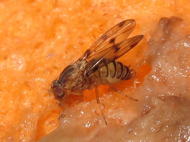 Drosophila obatai Manuwai 4196.jpg