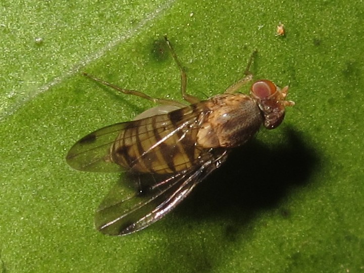 Drosophila obatai Manuwai 5154.jpg
