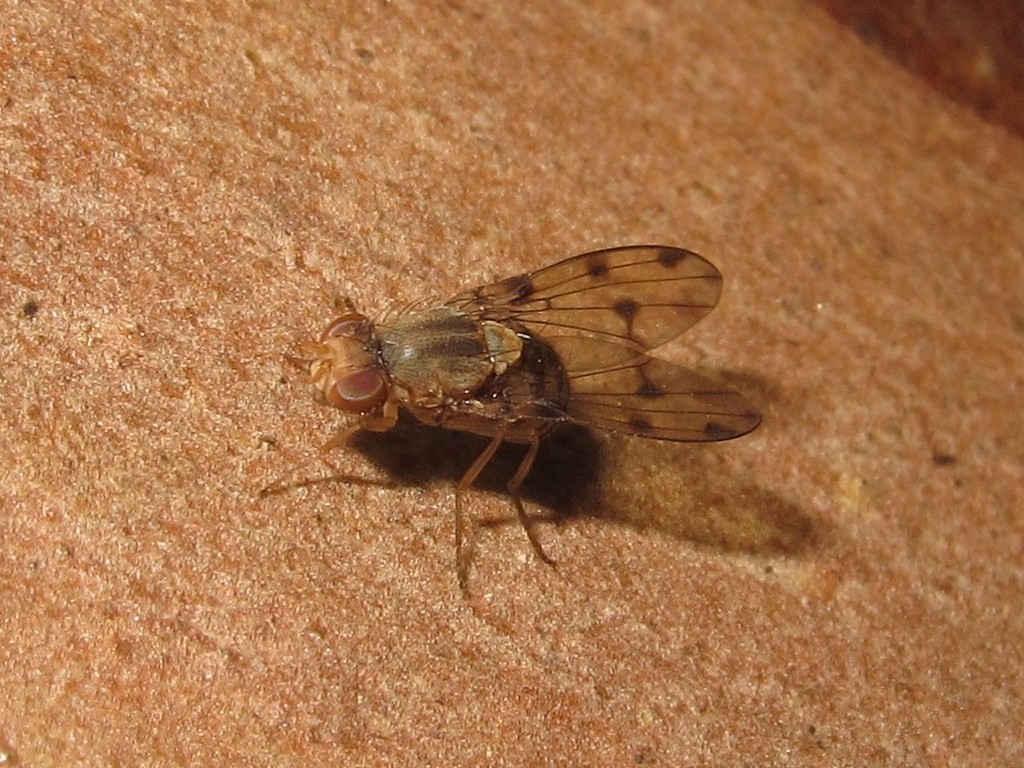 Drosophila obatai Pulee 5702