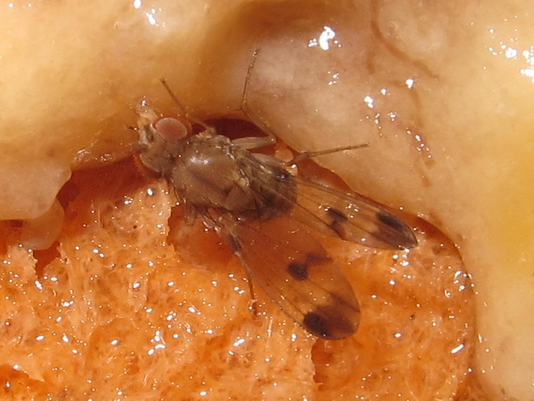 Drosophila paucicilia Manuwai 5161.jpg