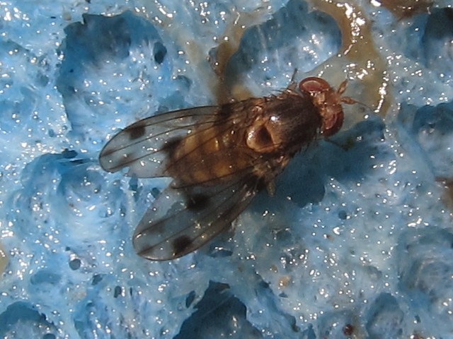 Drosophila pilimana Makaha 4728.jpg