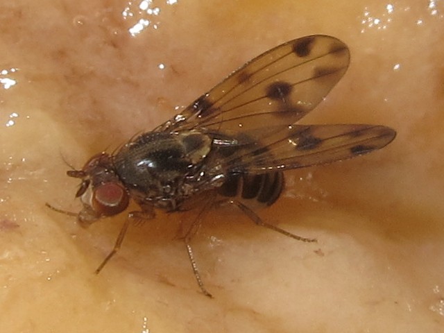 Drosophila pilimana Manuwai 5148.jpg