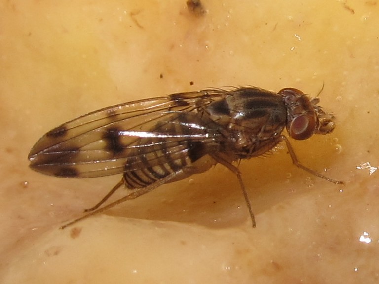 Drosophila reynoldsiae Manuwai 5169.jpg