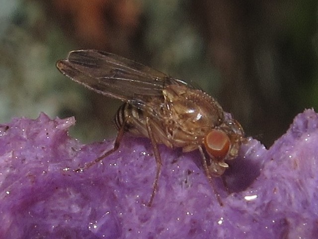 Drosophila sobrina Makaleha 5663.jpg