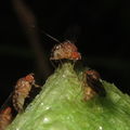 Drosophila ambochila Kaluaa 5260