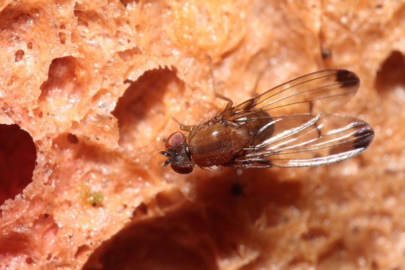Drosophila anomalipes Pihea 3881.jpg