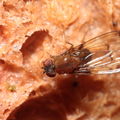 Drosophila anomalipes Pihea 3881