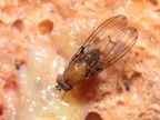 Drosophila anomalipes Pihea 3952