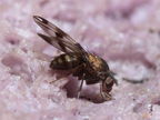 Drosophila hawaiiensis Laupahoehoe 7224