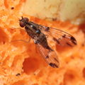 Drosophila macrothrix Olaa 7140