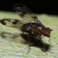 Drosophila punalua Hapapa 4403