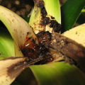 Drosophila Pleomele larva Kuia 0655