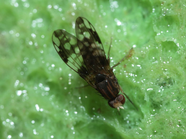 Drosophila adiastola Waikamoi 7002.jpg