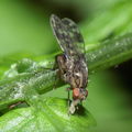 Drosophila adiastola Waikamoi 7042