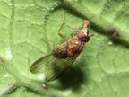 Drosophila adunca Waikamoi 7034
