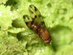 Drosophila ambochila Ekahanui 0992