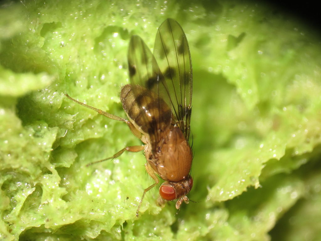 Drosophila ambochila Ekahanui 0994