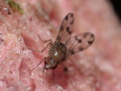 Drosophila ambochila Hapapa 4383