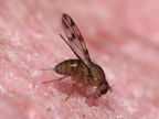 Drosophila ambochila Hapapa 4387