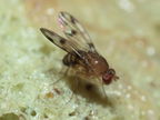 Drosophila ambochila Hapapa 4389