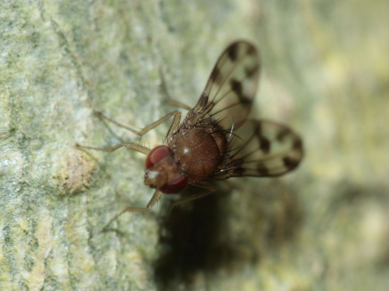 Drosophila ambochila Hapapa 4393.jpg