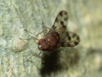 Drosophila ambochila Hapapa 4393