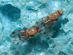 Drosophila ambochila Hapapa 4593