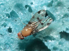 Drosophila ambochila Hapapa 4598
