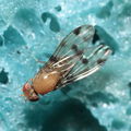 Drosophila ambochila Hapapa 4598