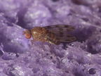 Drosophila ambochila Hapapa 9584