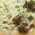 Drosophila ambochila Kaluaa 4154