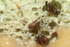 Drosophila ambochila Kaluaa 4154