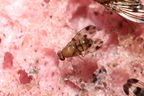 Drosophila ambochila Kaluaa 4167