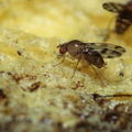 Drosophila ambochila Kaluaa 4180