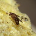 Drosophila ambochila Kaluaa 4187