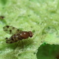 Drosophila ambochila Kaluaa 4219