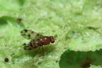 Drosophila ambochila Kaluaa 4219