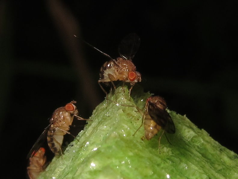 Drosophila ambochila Kaluaa 5260.jpg