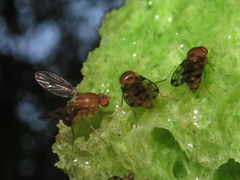 Drosophila ambochila Kaluaa 5261