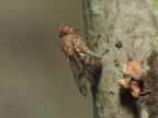 Drosophila ambochila Kaluaa 9620