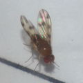 Drosophila ambochila Palikea 1927.jpg