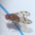 Drosophila ambochila Palikea 1928
